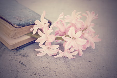 pink orchids thumbnail