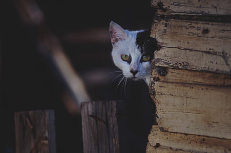 white and black fur cat beside brown wooden wall thumbnail