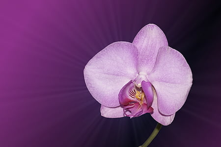 purple moth orchid thumbnail