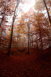 crepuscular rays in forest view thumbnail