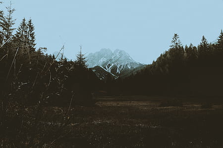 pine trees and mountain at daytime thumbnail
