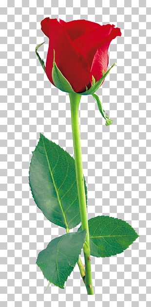 Rose Icon, Red Rose , red rose artwork PNG clipart