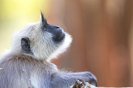 grey and white monkey selective focus photography thumbnail