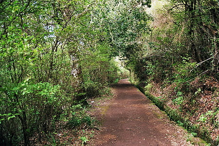 road in between of trees thumbnail