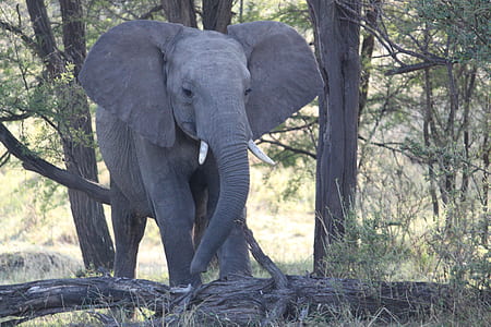 elephant surrounded by trees thumbnail