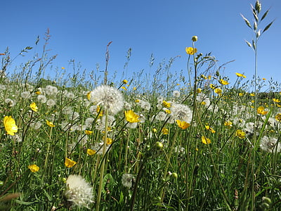 white dandelion and yellow buttercup flowers field under blue sky at daytime thumbnail