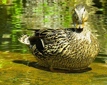 photo of black and gray duck on shallow water thumbnail