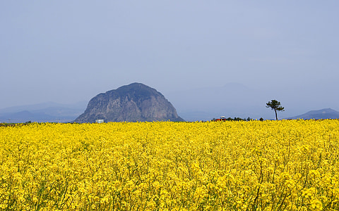 flowering rapessed field at daytime thumbnail
