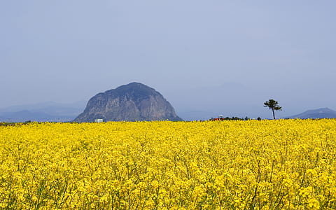 yellow rapeseed flower field near mountain thumbnail