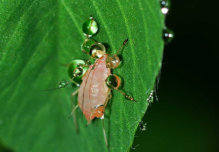 macro shot photography of red insect on green leaf thumbnail