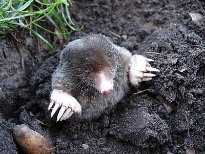 gray mole on soil near grass thumbnail