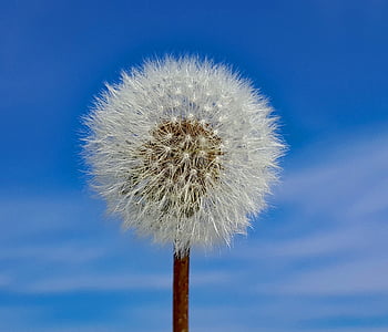 white dandelion thumbnail
