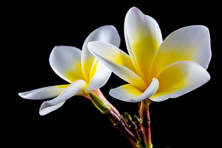 white and yellow plumeria flower thumbnail