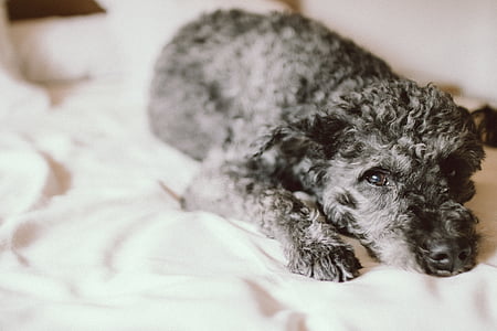 short-coated gray dog lying on white surface thumbnail