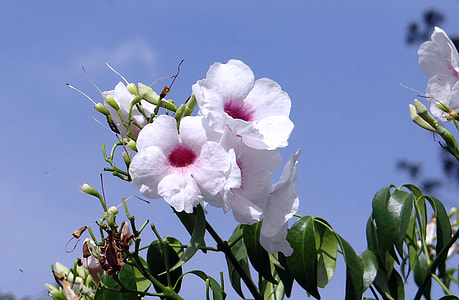 Pandorea Jasminoides, Bignoniaceae thumbnail