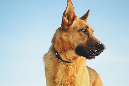 adult black and tan German shepherd on outdoors thumbnail