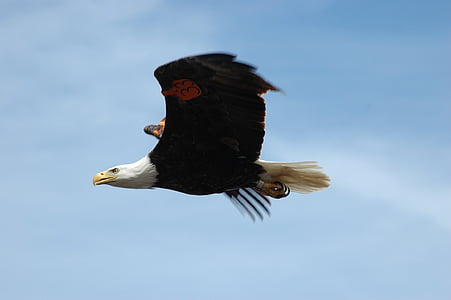 selective focus photo of American eagle thumbnail