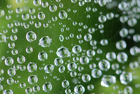 spider web and water dew thumbnail