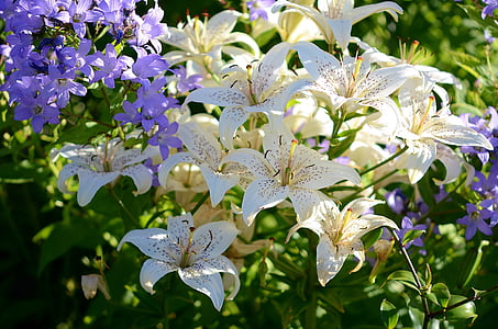 shallow focus photography of white flowers thumbnail