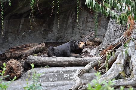 sun bear resting beside tree thumbnail