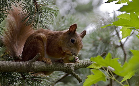 brown squirrel on top green leaf tree thumbnail