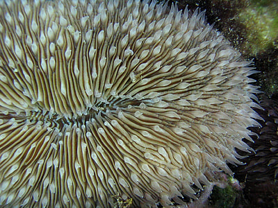 white sea anemone thumbnail