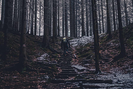 man walking up stairs between trees in the forest thumbnail