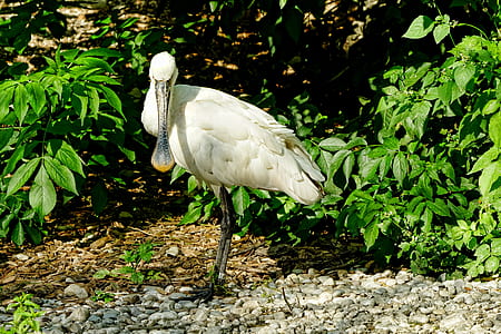 white bird standing on stone at daytime thumbnail