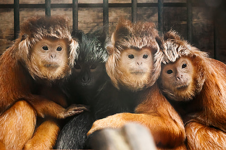 three brown and one black primates thumbnail