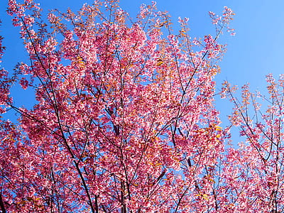 landscape, nature, sunny, flowers thumbnail