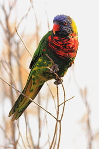 selective focus photography of red and green macaw thumbnail