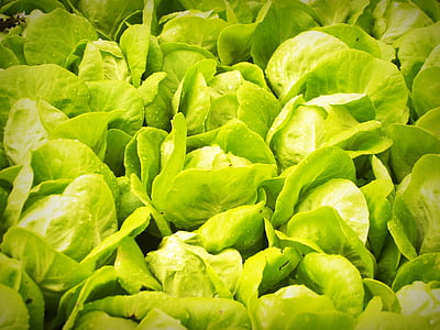 green leafy vegetables thumbnail