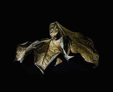 green dried leaf in black background thumbnail