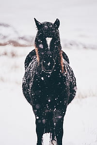 black horse standing on snow thumbnail