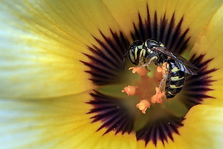 black and yellow wasp on orange flower nectar thumbnail