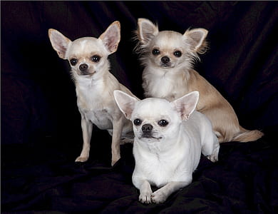 three assorted-colored Chihuahuas thumbnail