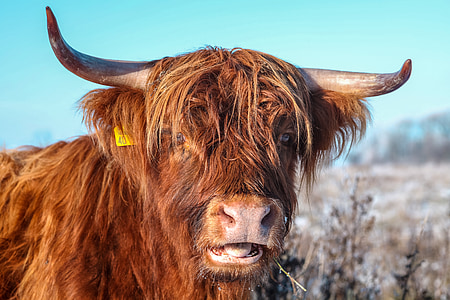 close up photography of brown yak thumbnail