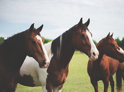three brown horses on green grass field thumbnail