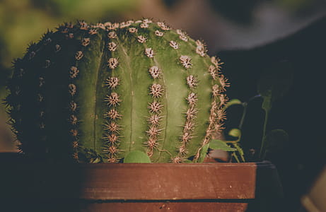 Selective Focus Photography of Green Cactus thumbnail