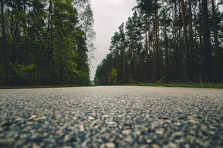 low angle view of road between pine trees thumbnail