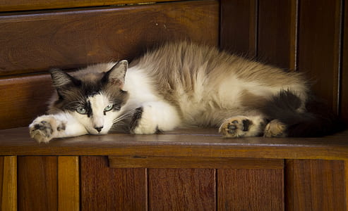 short-fur white and brown cat on brown wooden surface thumbnail