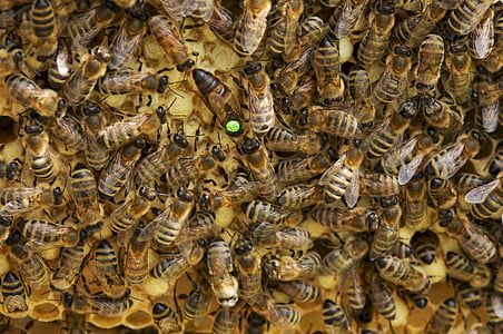 swarm of honeybees at daytime thumbnail