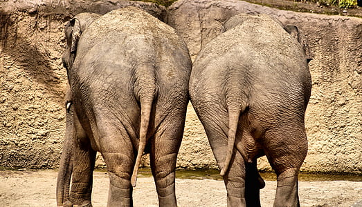two brown elephants thumbnail