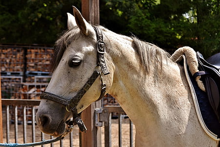 photo of brown horse near fence thumbnail