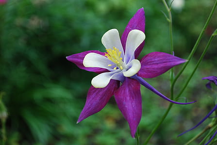 selective focus photography of in bloom purple and white petal flower thumbnail