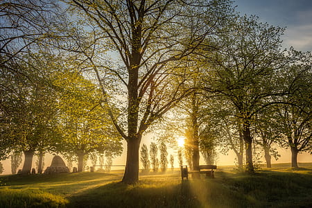 forest during daytime thumbnail