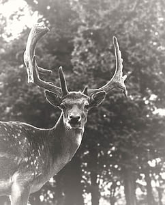 greyscale photo of buck thumbnail