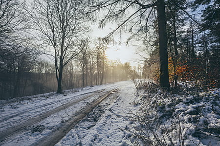 road covered with snow surrounded by trees thumbnail