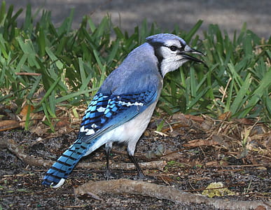 blue and gray bird on grass field thumbnail