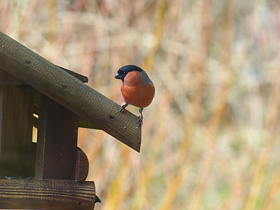 selective focus photography of Eurasian bullfinch perching on brown wooden birdhouse thumbnail